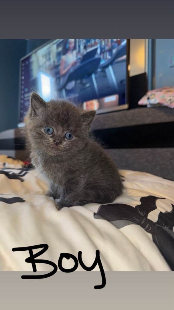 4 beautiful brittish short hair kittens 