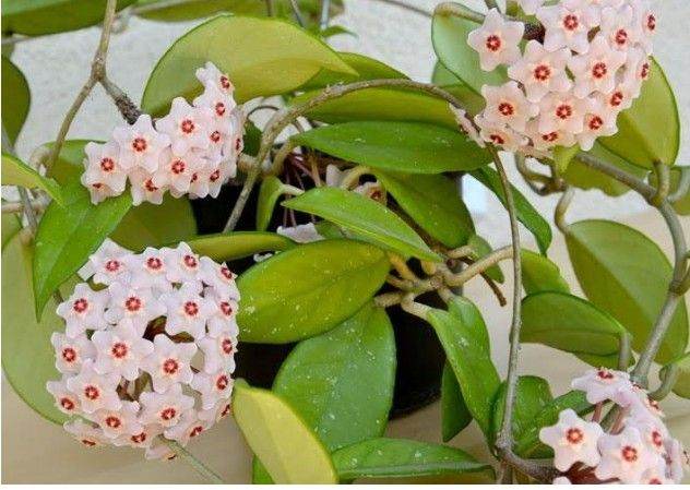 Hiya carnosa young plants smells like honey grows quickly 