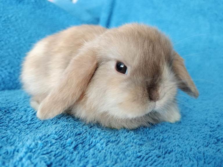 Baby mini lops and mini rexes for sale 