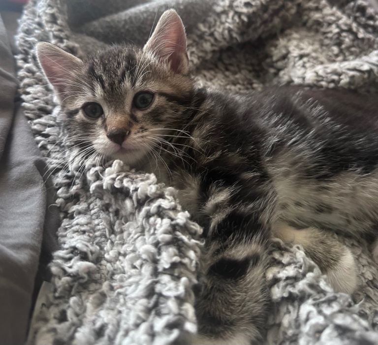 Beautiful hand reared kittens looking for forever homes