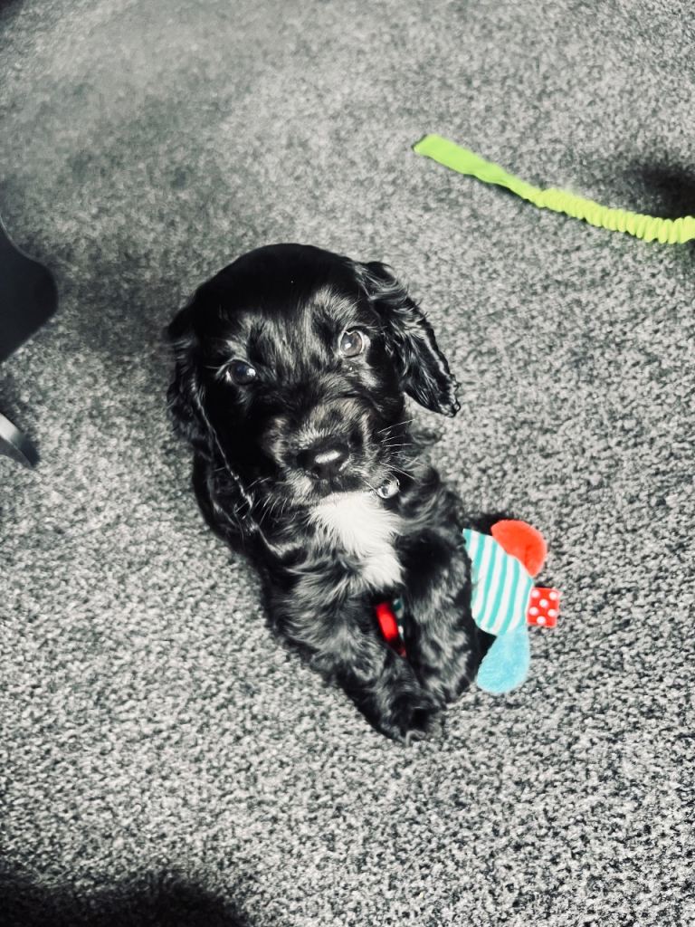 cocker pup 