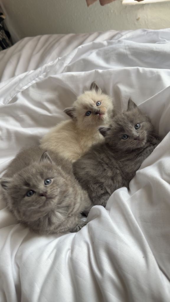 Kittens 