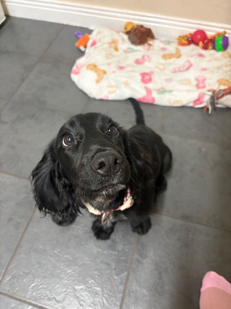 Cocker spaniel puppy
