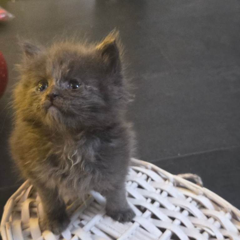 Champion russian Maine coon kittens