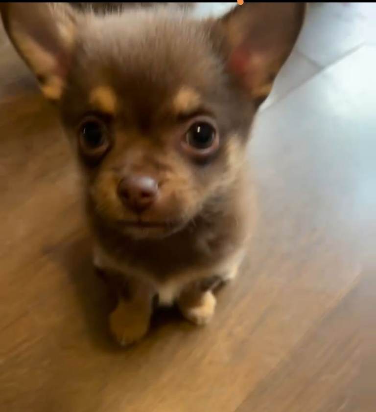 Pomchi puppy male chocolate and tan