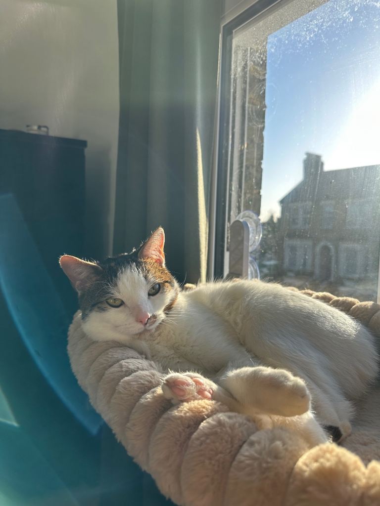 Black and white Tabby 