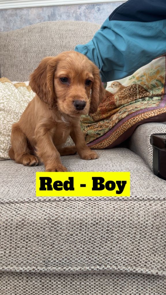 Cocker spaniel pups