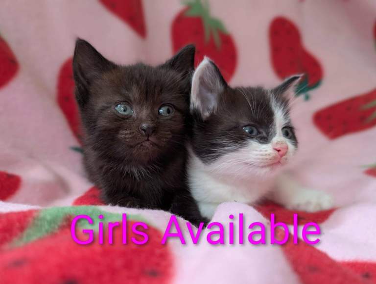 British Blue x  kittens,  wormed/flead/litter trained/  FROM £80