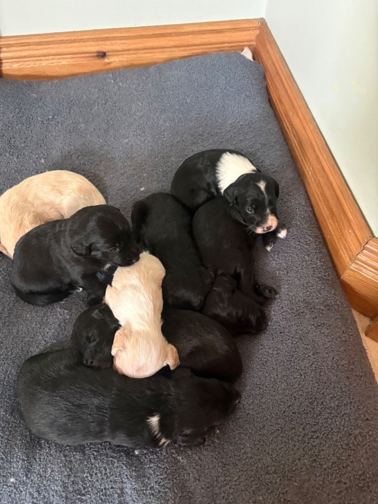 Puppies for sale 