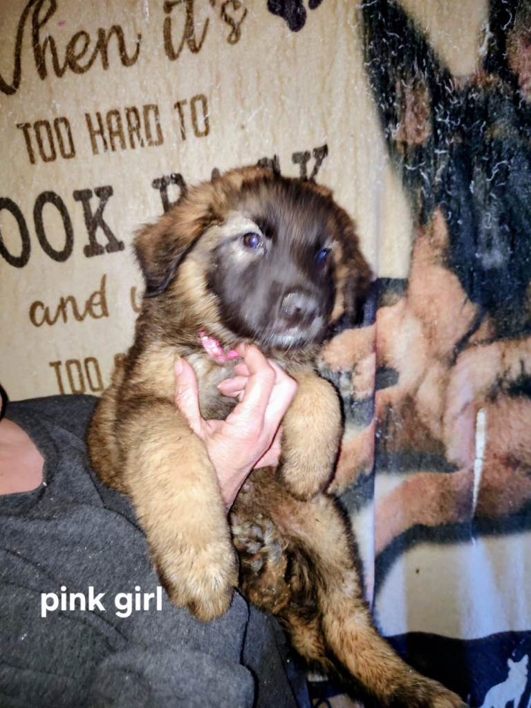 German Shepherd puppies
