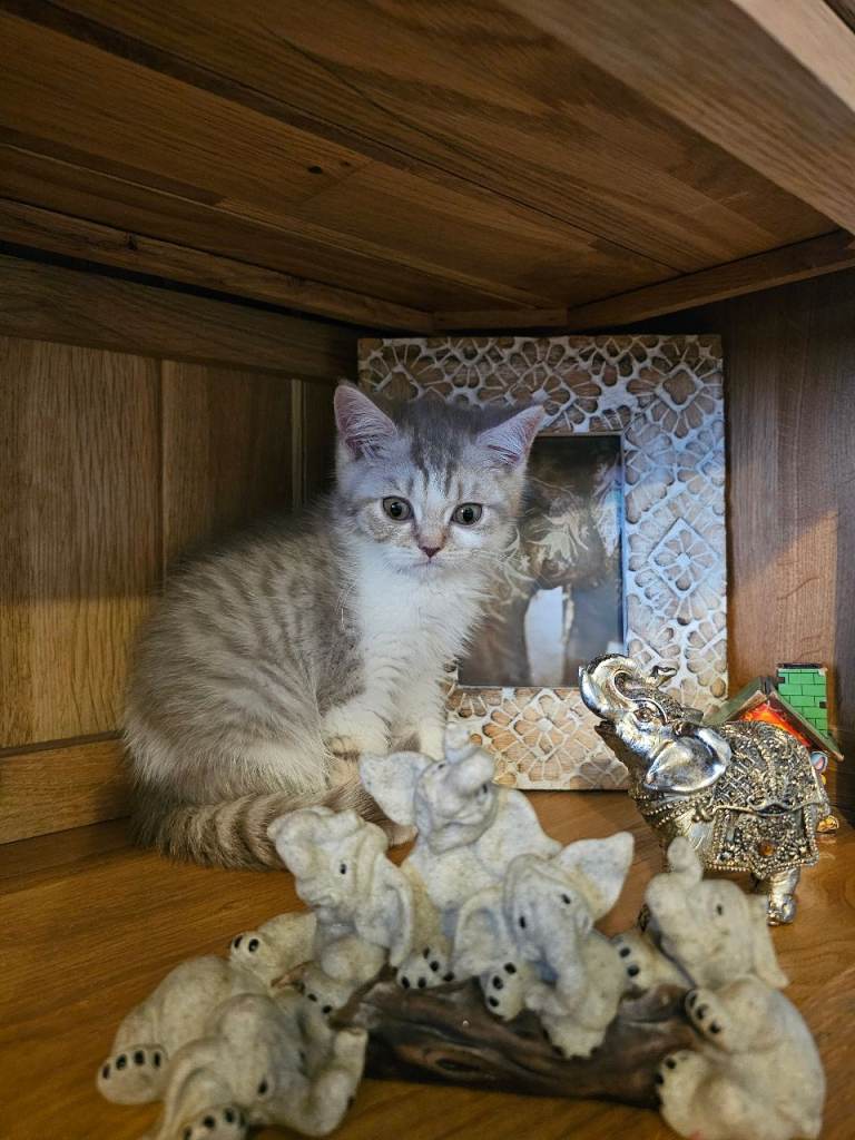 British shorthair kittens for sale 