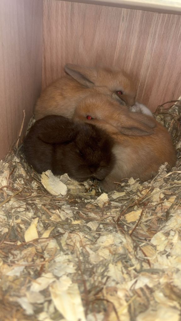 Mini lop