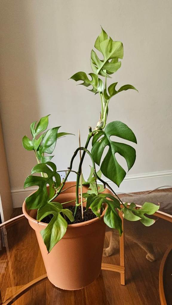 Healthy Monstera Plant