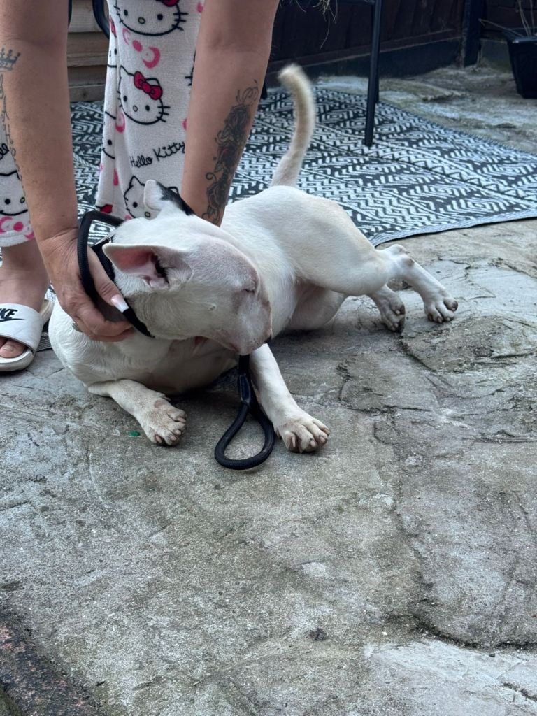 KC English Bull Terrier 