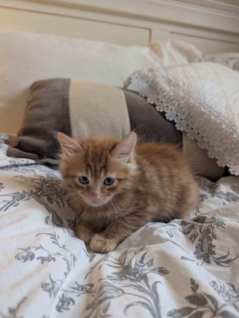 Kittens 6 weeks old Nuthall 
