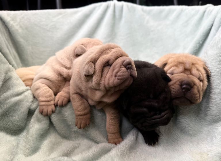 Shar pei puppies