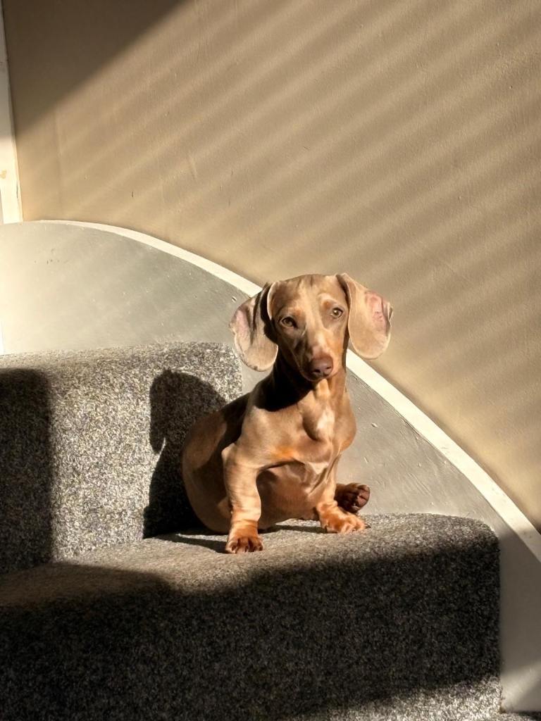 Female Mini Dachshund for sale 