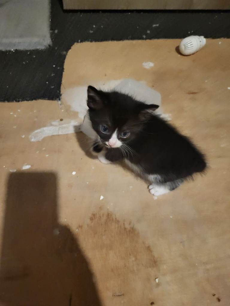 Kittens
