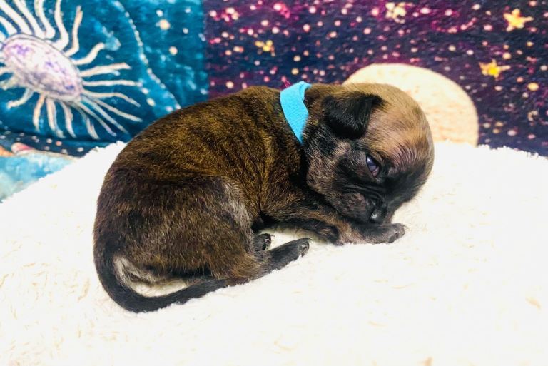 Pug cross puppies 