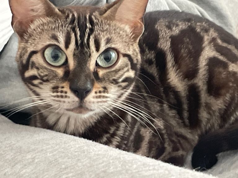 Tica active Bengal 
