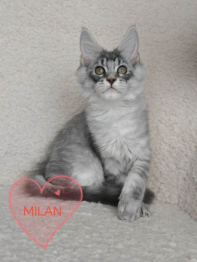 Full pedigree Maine Coon kittens (1 boy available) 