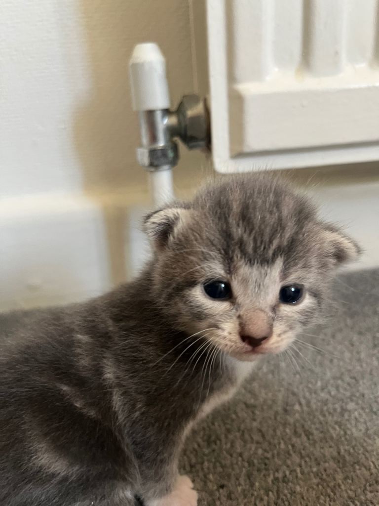 lovely kittens looking for a new home 