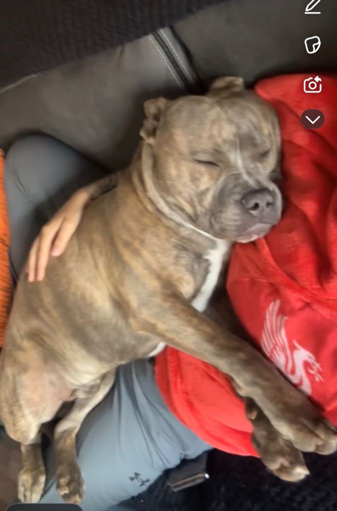 Staffordshire bull terrier pup Tyson