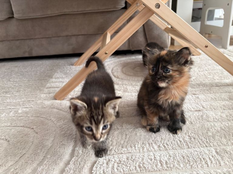 Kittens ready to go to there forever home 