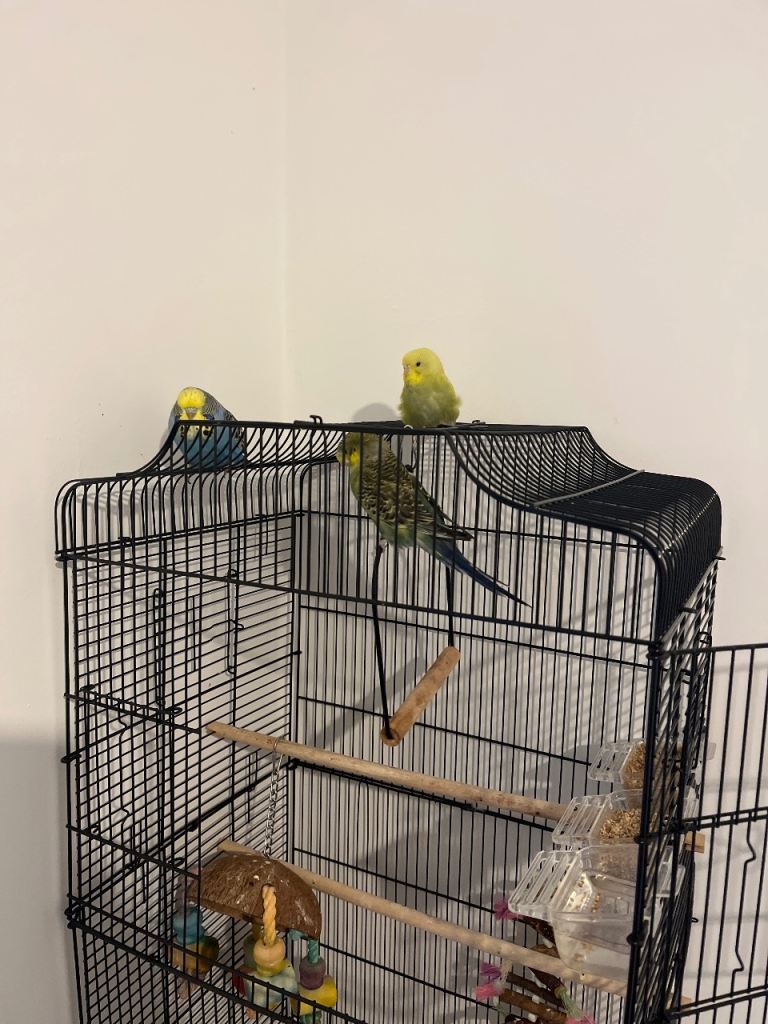 3 Budgies for sale with Cage