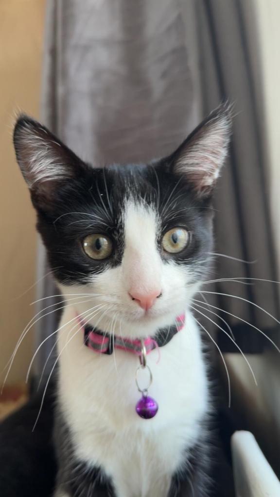 Very affectionate cats for sale 