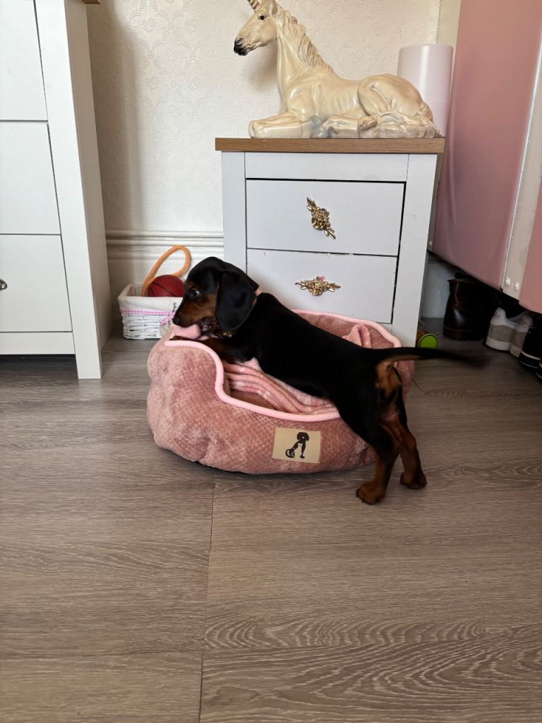 Adorable 13 Week Old Dachshund Puppy Looking for a Loving Forever Home