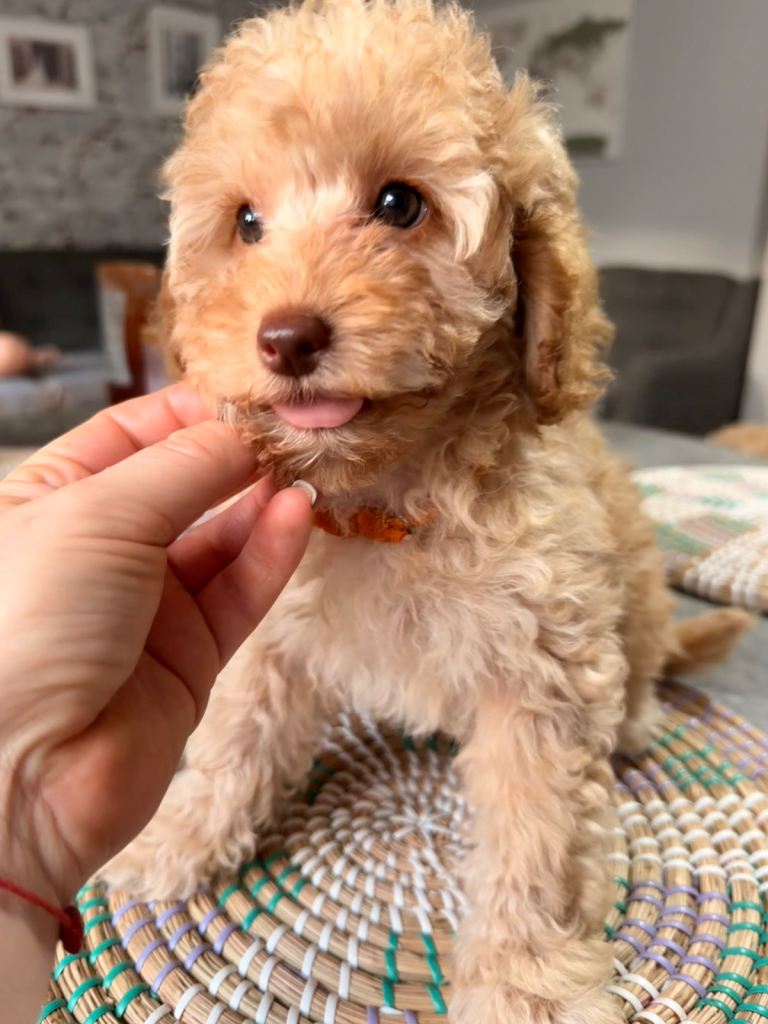 Stunning Miniature poodles 