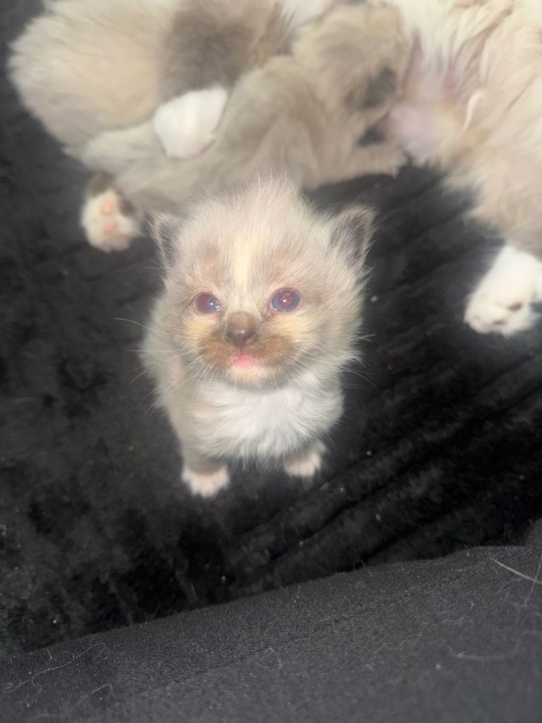 Beautiful ragdoll kittens 