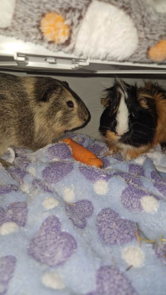 Gineau pigs
