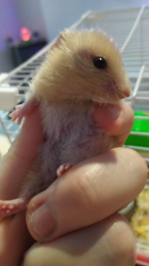 Serian and russian dwarf hamster babys 
