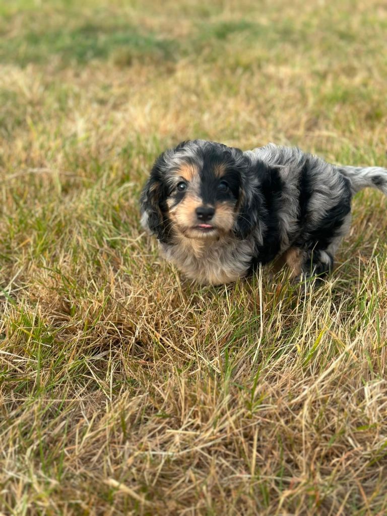 Stunning litter of cockapoo puppies 