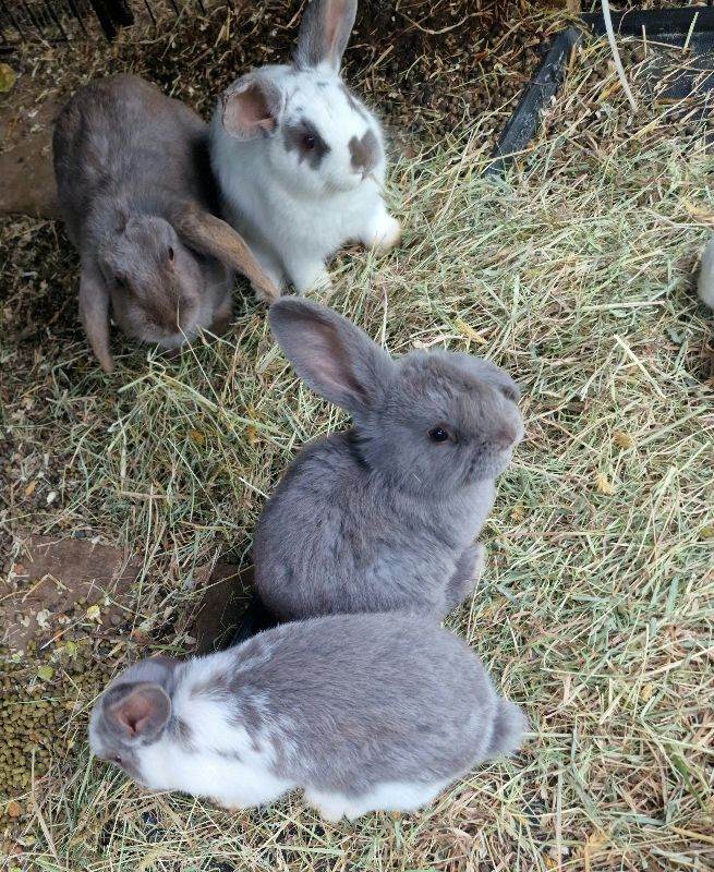 I have 3mini lop female rabbits 