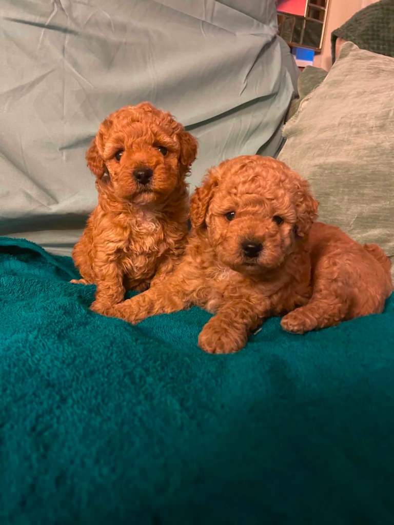 Cavapoo puppies 
