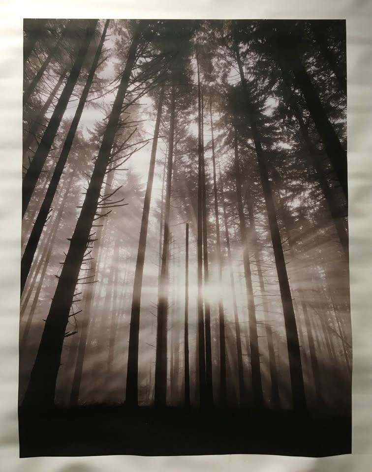 Unframed forest canvas print picture artist artwork - 12" x 16" - NEW