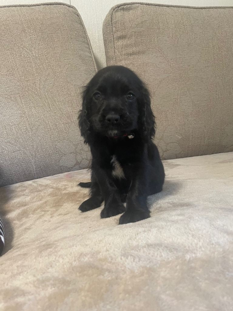 Cocker spaniel puppy’s 