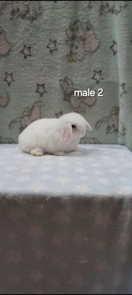 Superfriendly purebred mini lops 