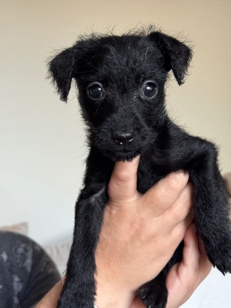 Pure patterdale terriers 