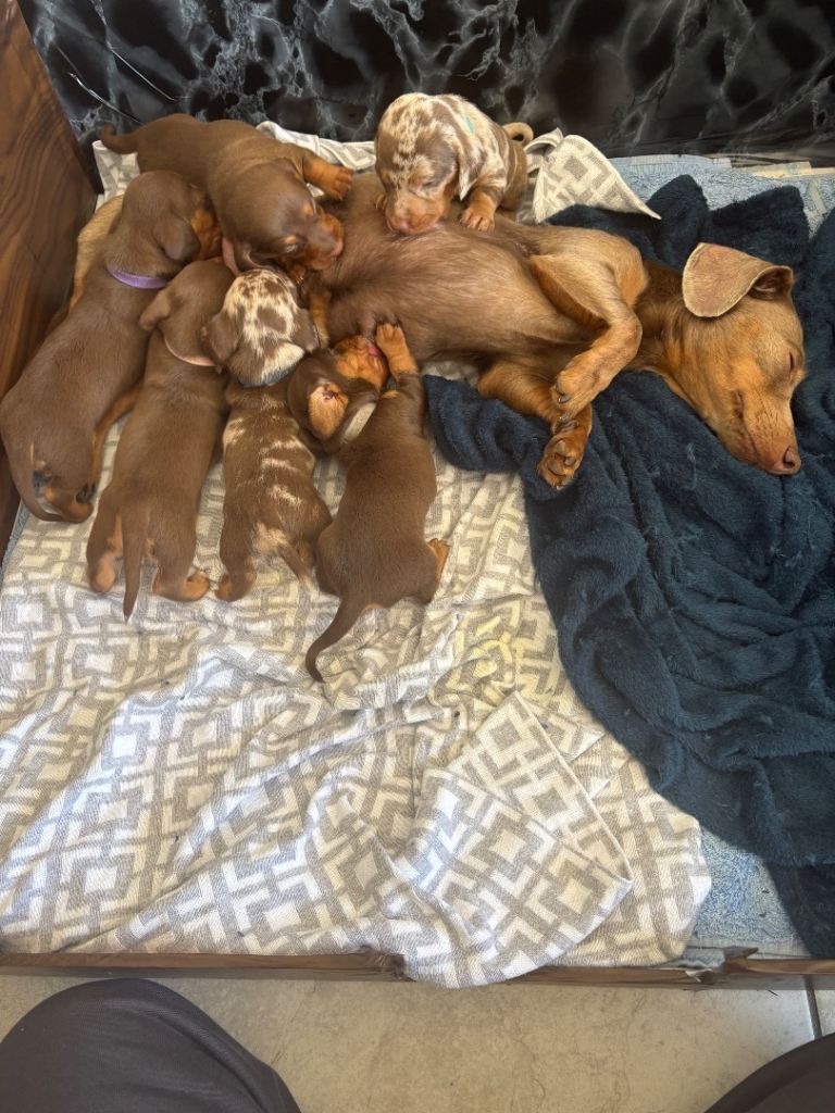  Miniature Dachshund Puppies