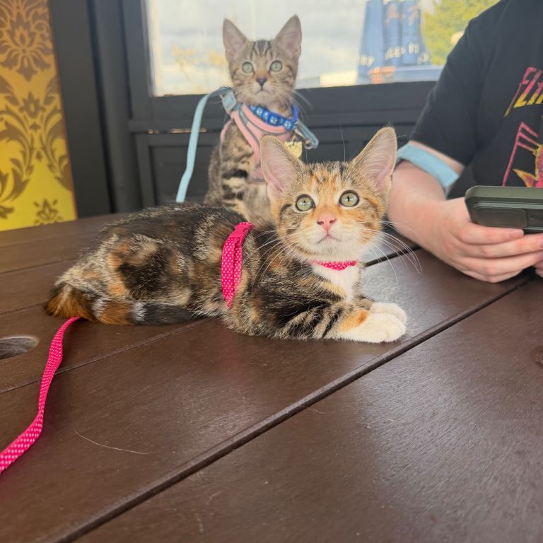 Kitten - 12 weeks old - fully vaccinated 