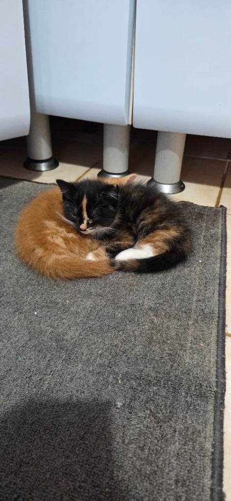 Female Tortoiseshell £75
