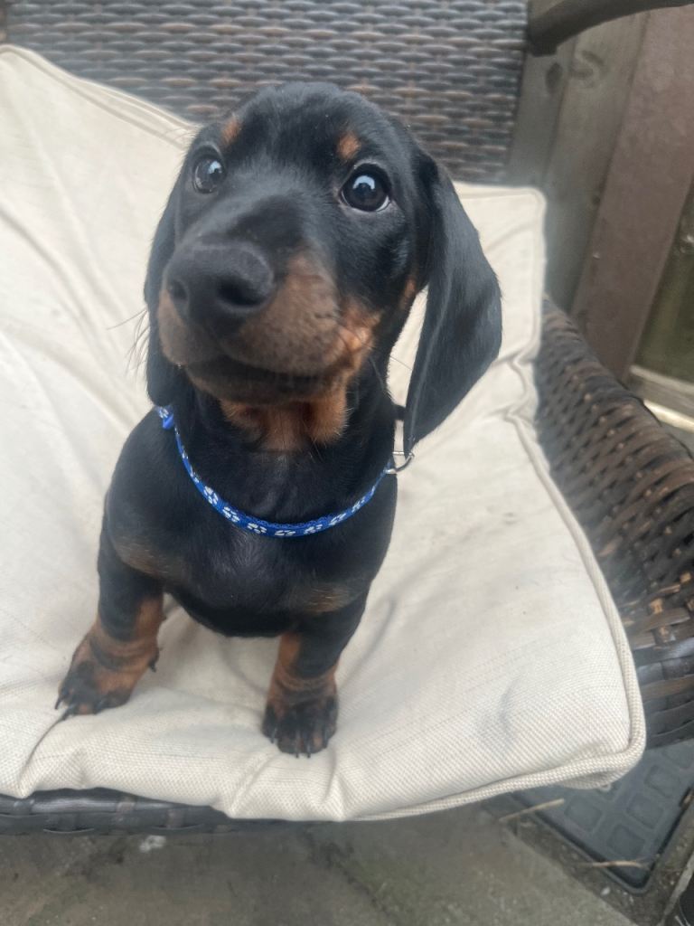 Male Dachshund puppy 