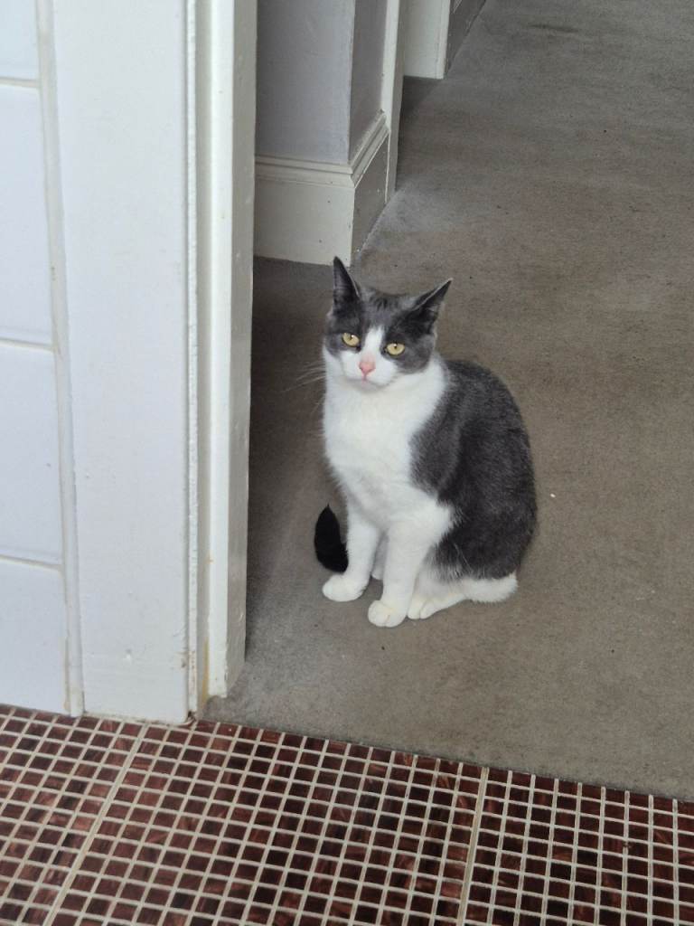 image for 3 year old female cat