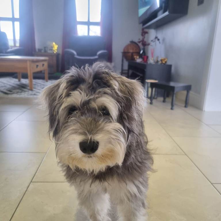 Much loved family dog needing rehomed 