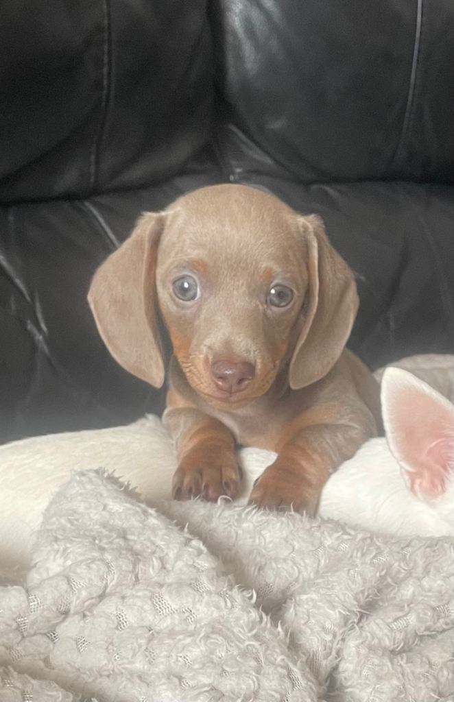 Stunning mini dachshund female pup. Ready for new home 