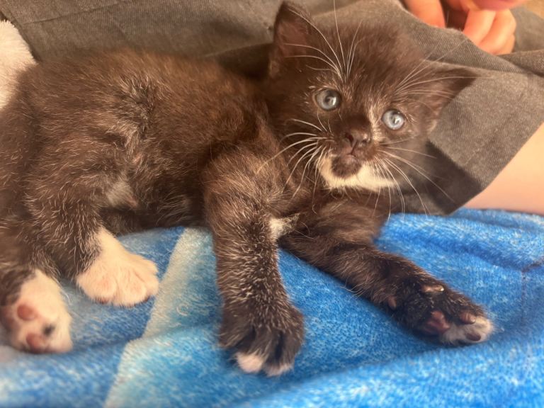 Kittens ready for new homes